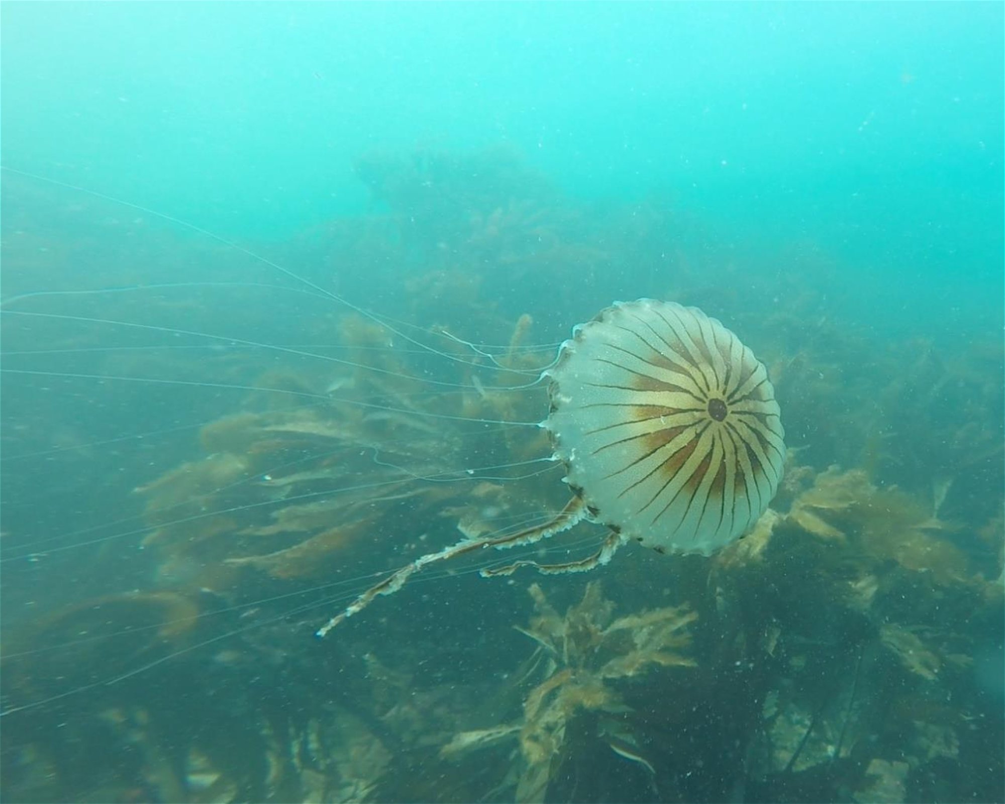 Dive Newquay Ltd, TR7 1BE NEWQUAY