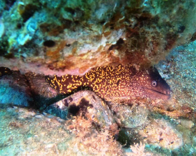 Divesite Image