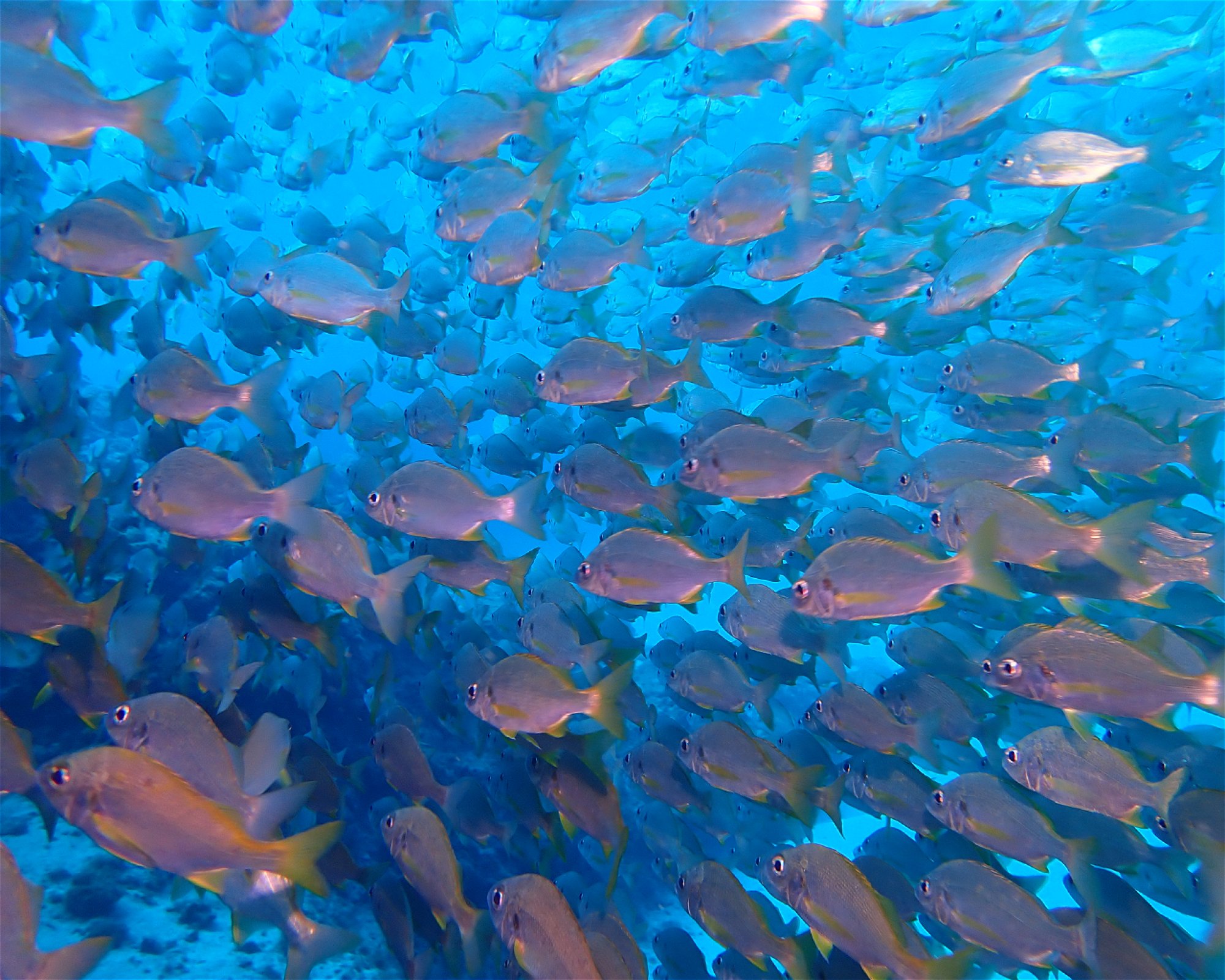 Blue Bottom Diving, 38660 Adeje