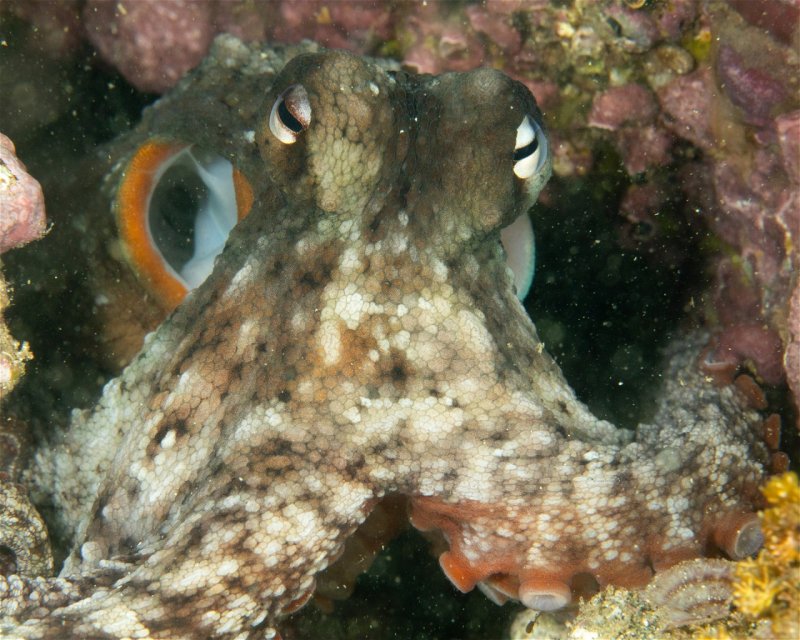 Divesite Image