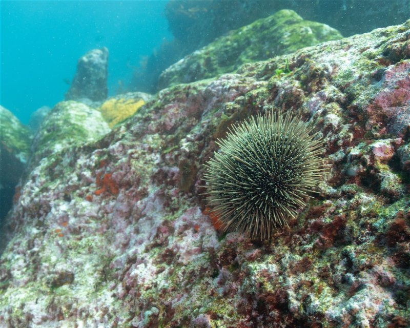 Divesite Image