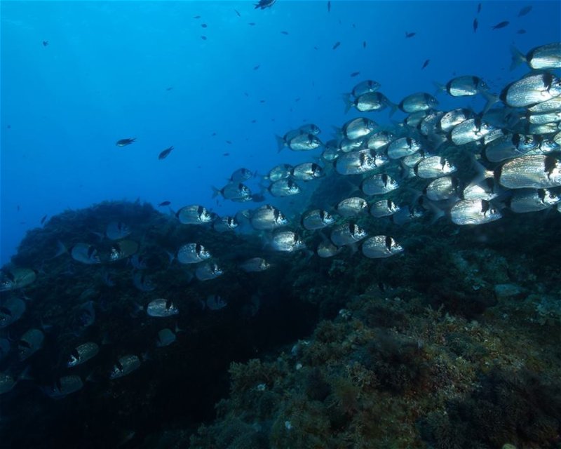 Divesite Image