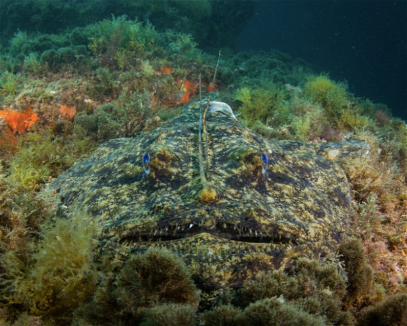 Divesite Image