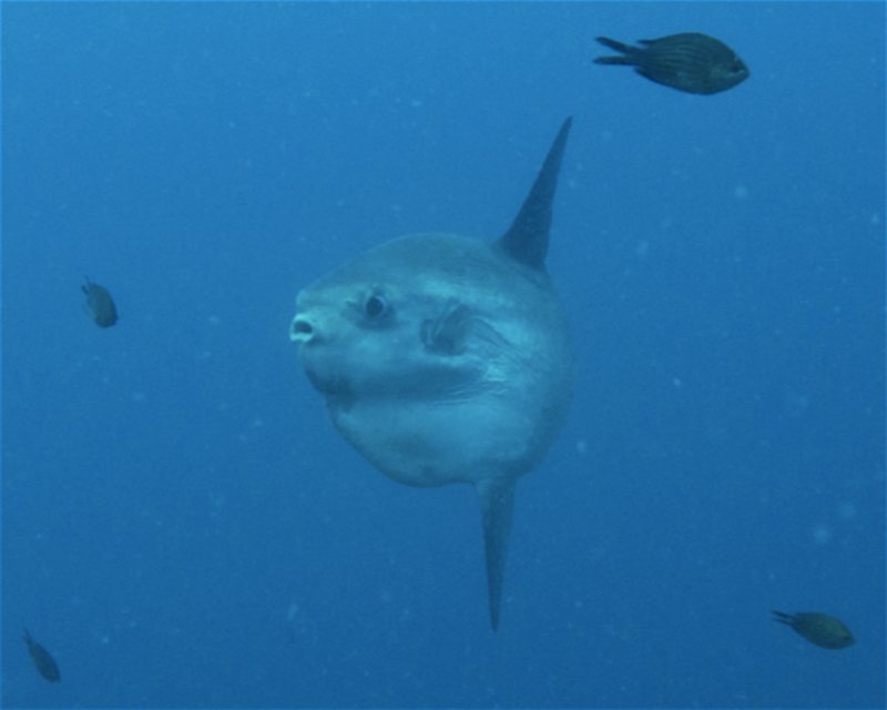 Divesite Image