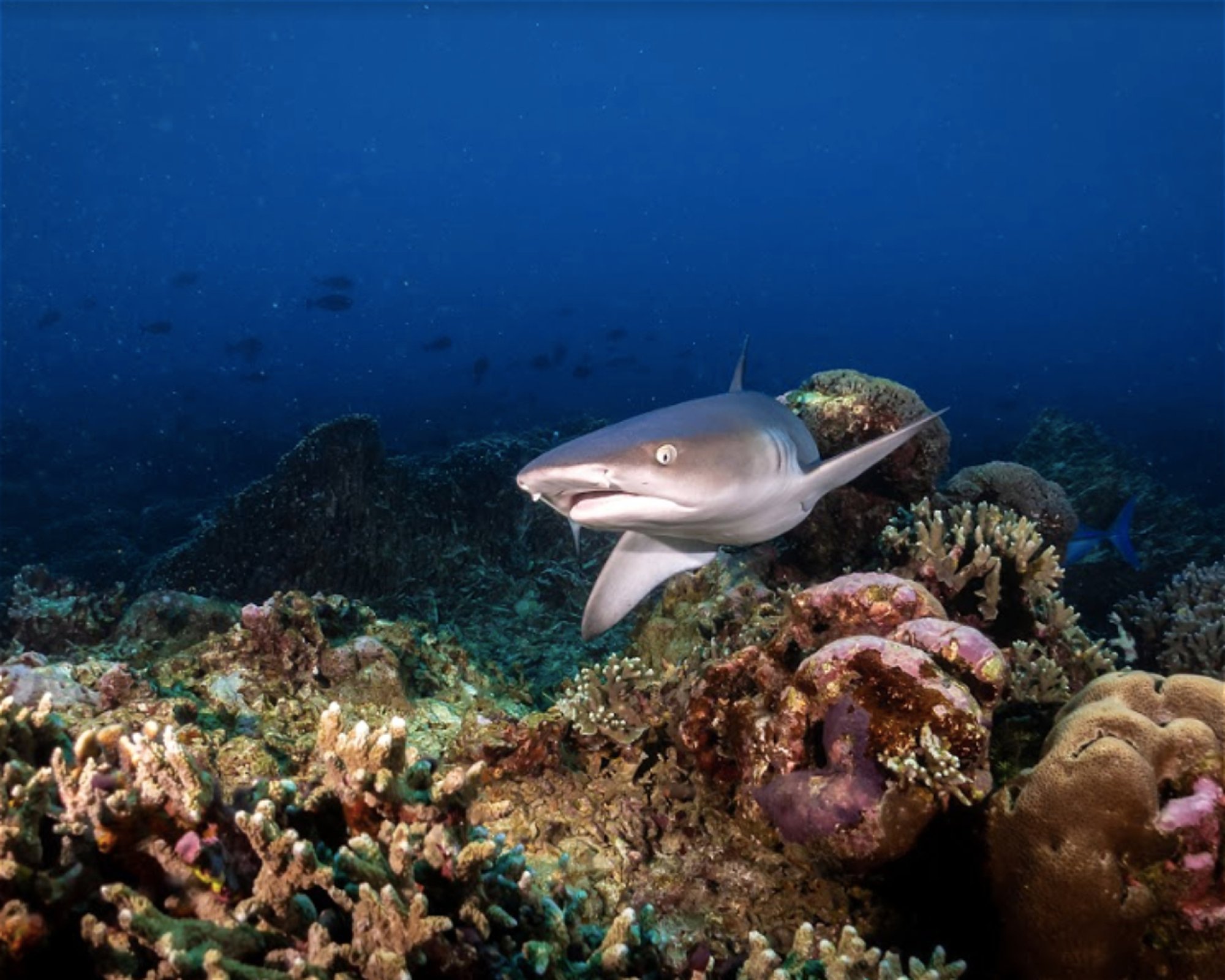 MANTA DIVE, Gili Trawangan