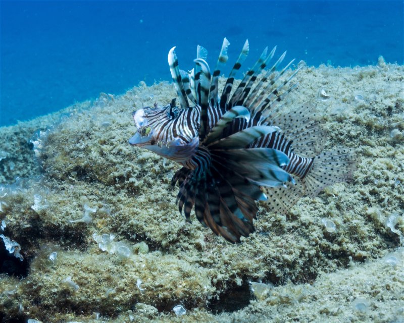 Divesite Image