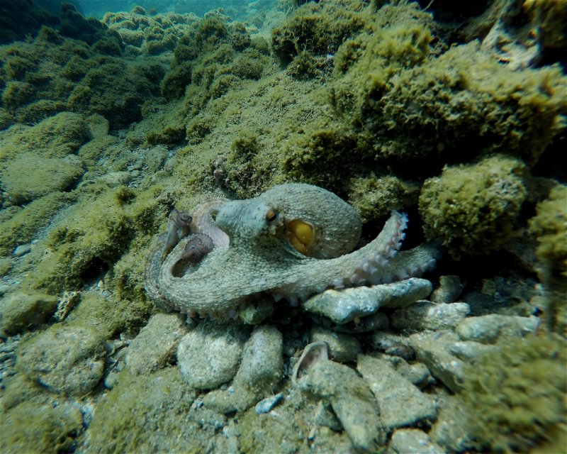 Divesite Image