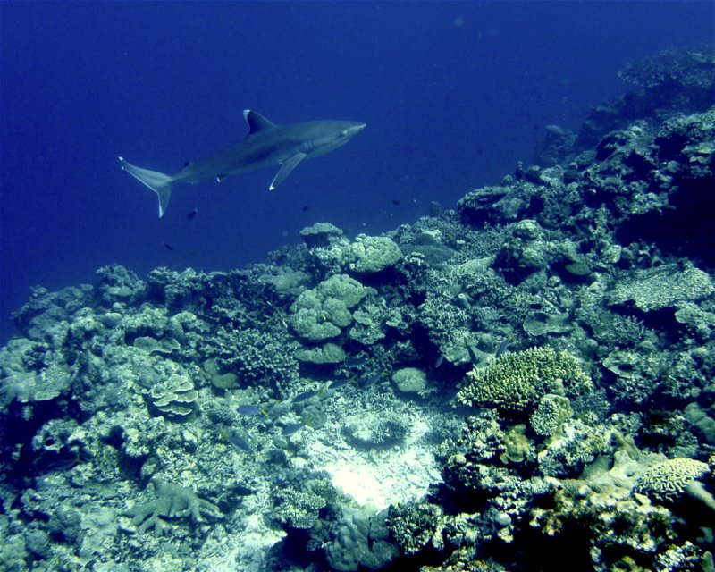 Divesite Image