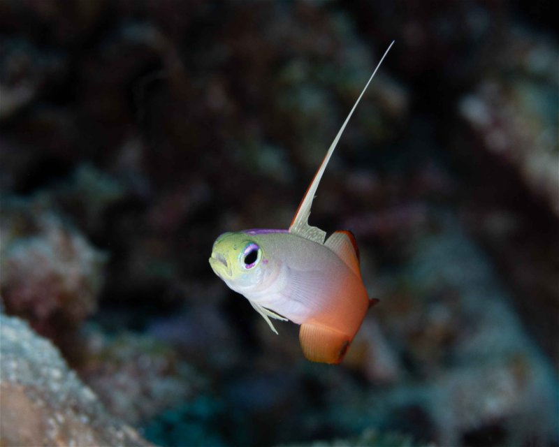 Divesite Image