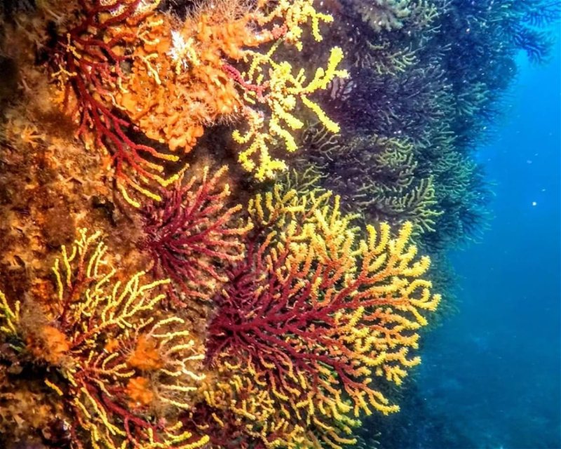 Divesite Image