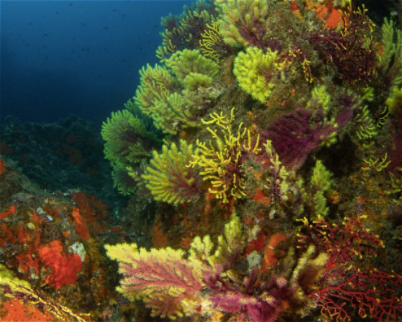Divesite Image