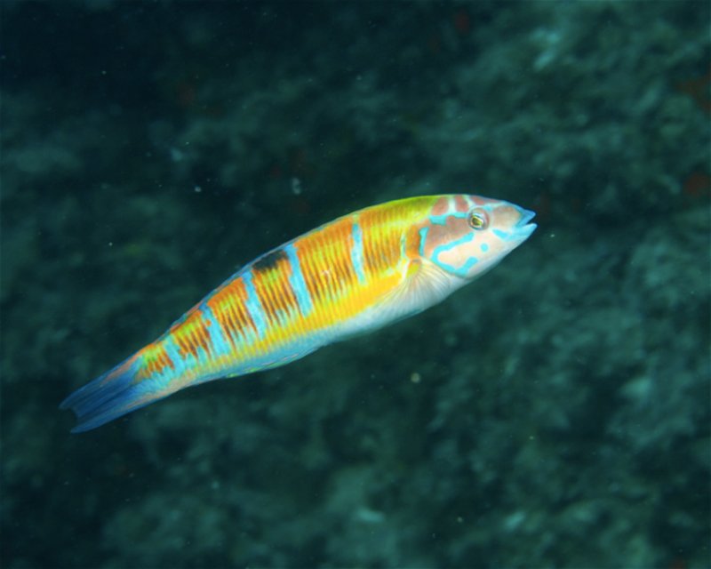 Divesite Image