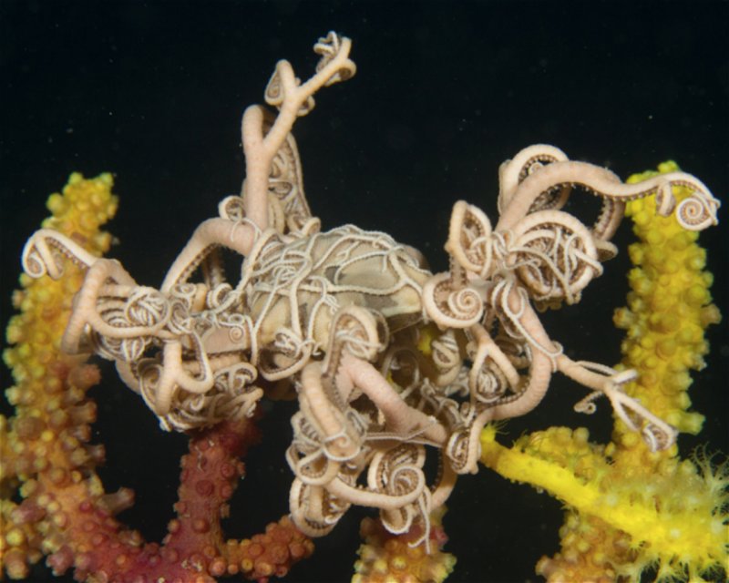 Divesite Image