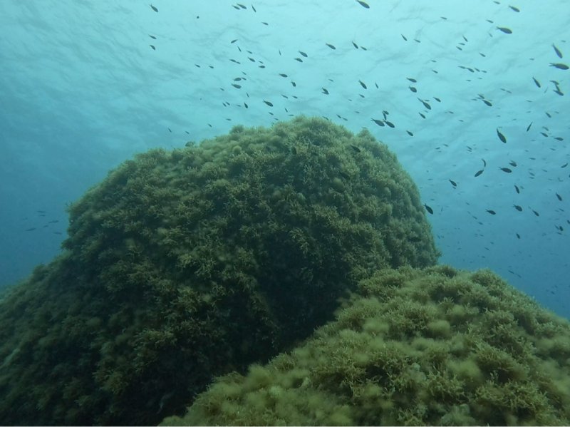 Divesite Image