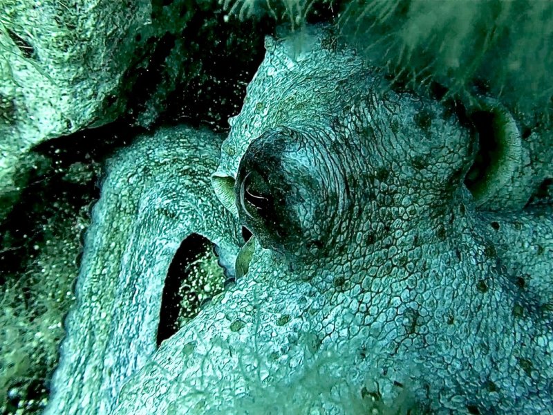 Divesite Image