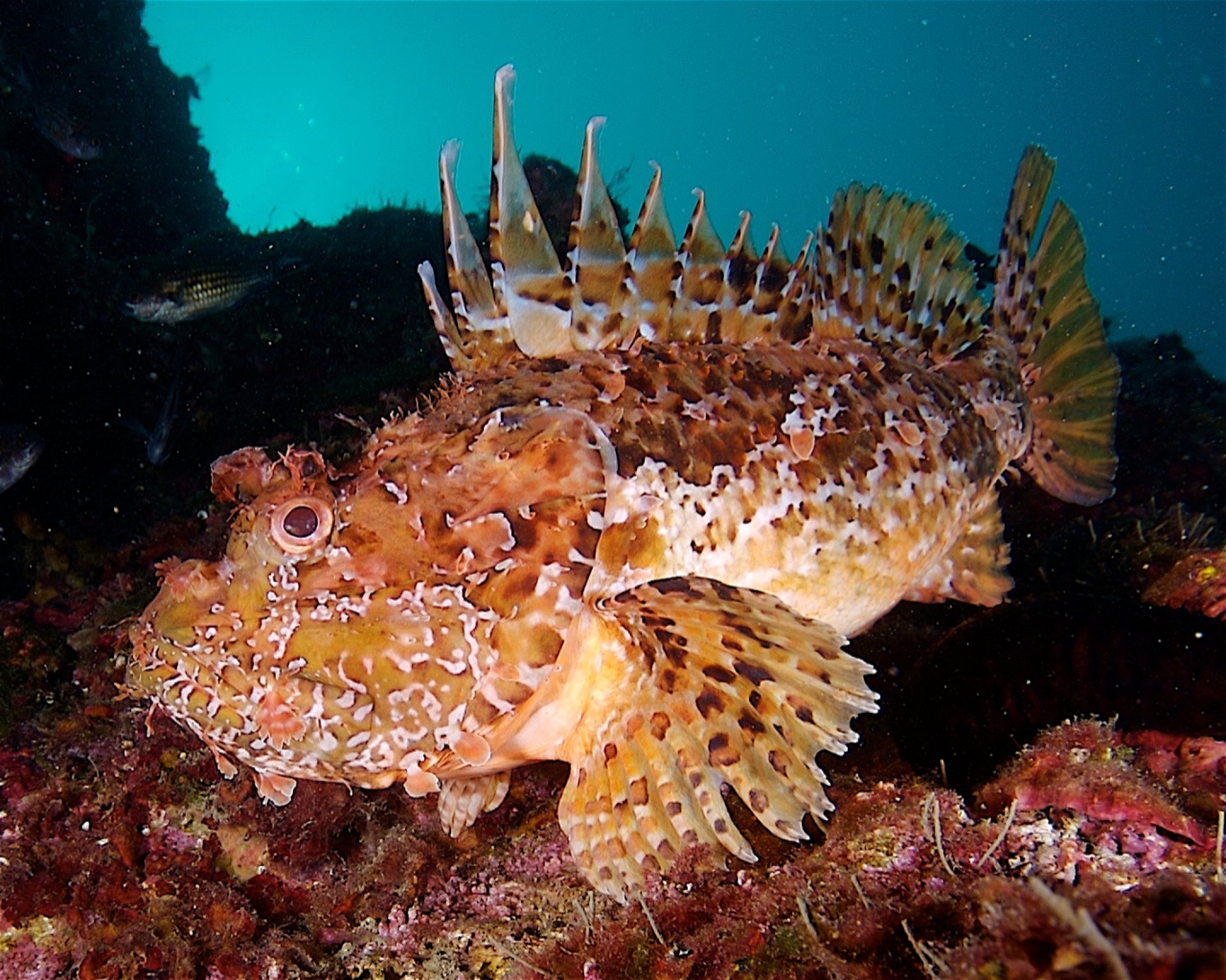 Dive City, 51260 Crikvenica