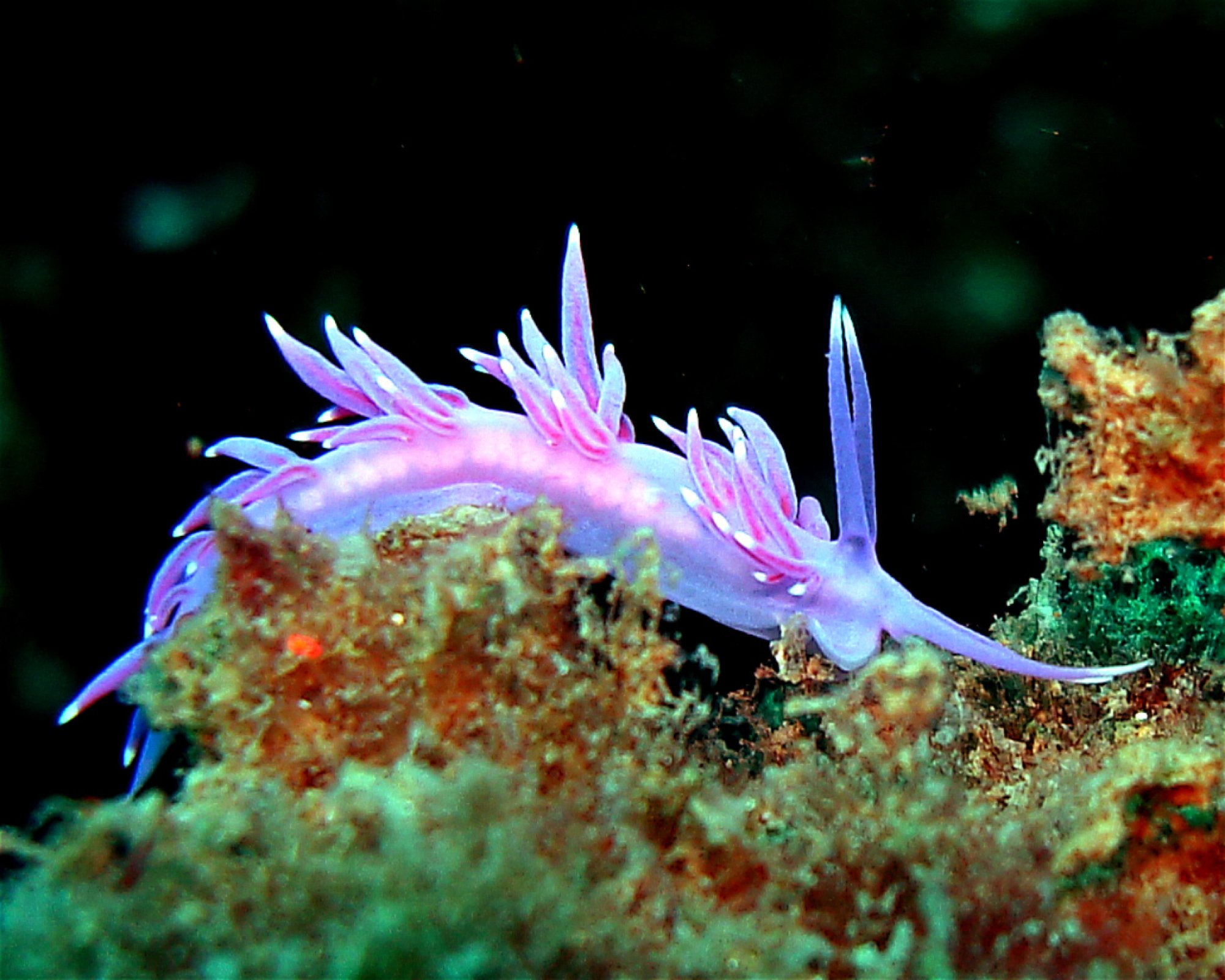 Dive City, 51260 Crikvenica