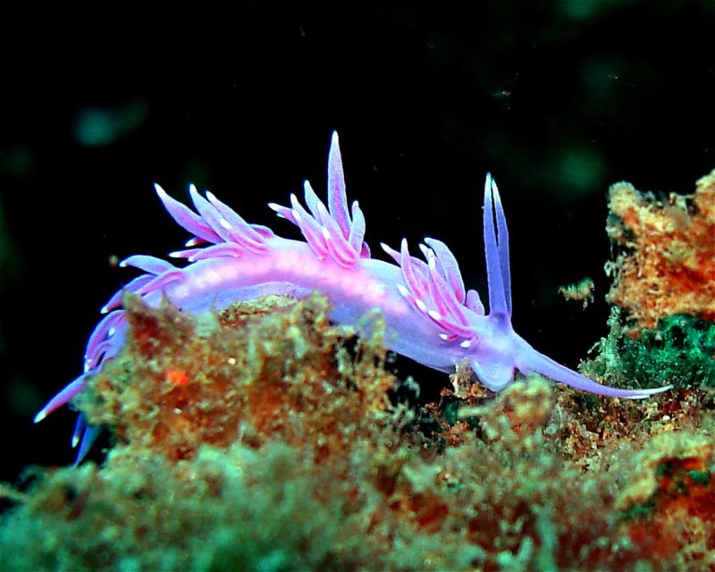 Divesite Image