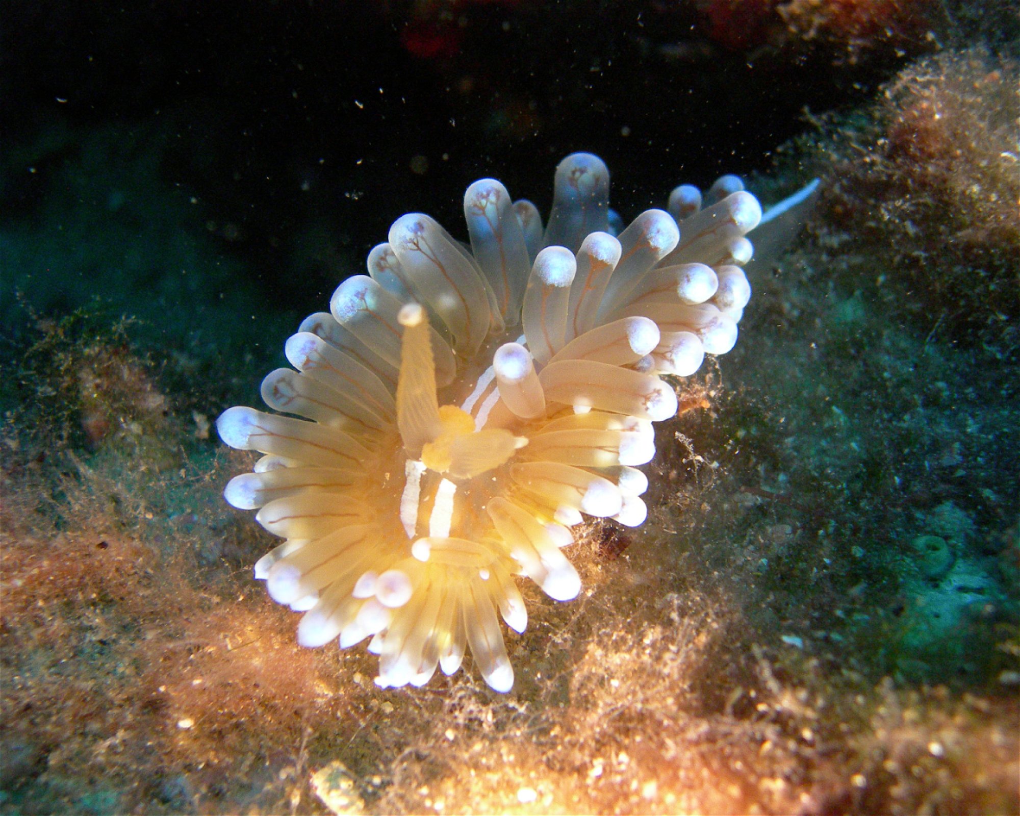 Dive City, 51260 Crikvenica