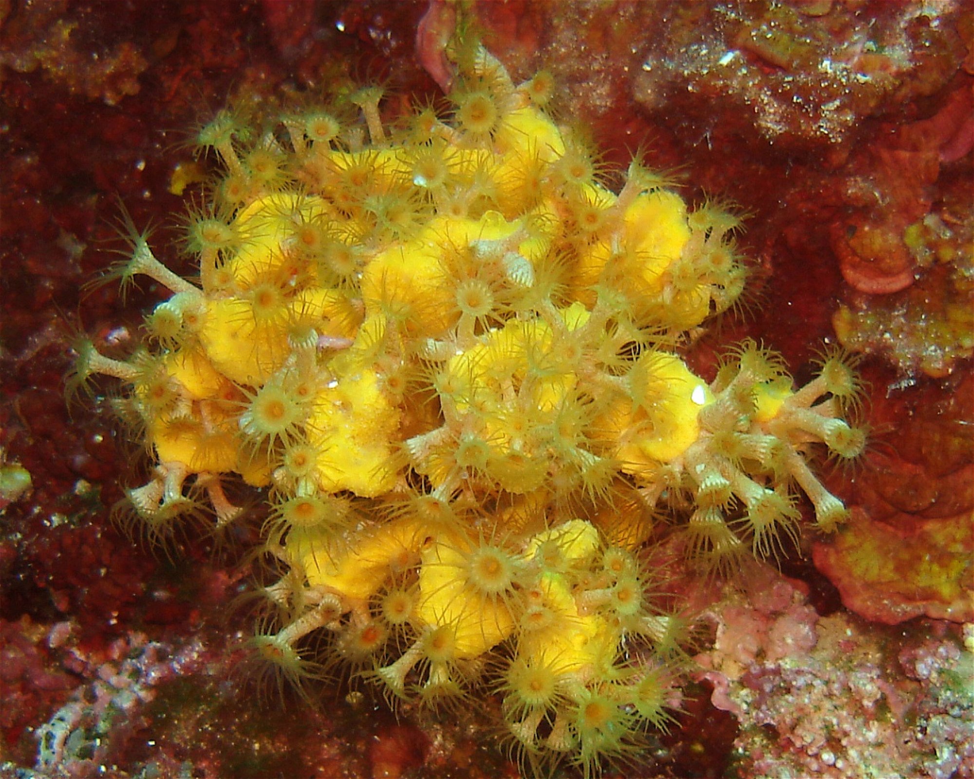 Dive City, 51260 Crikvenica