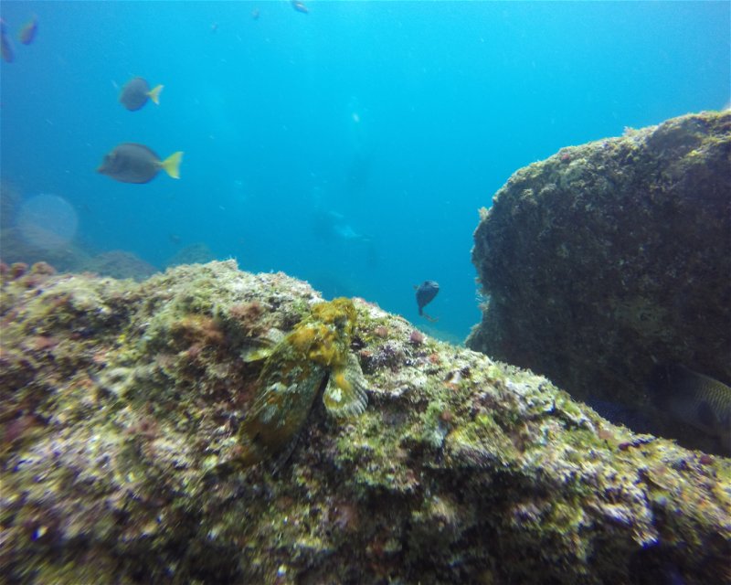 Divesite Image