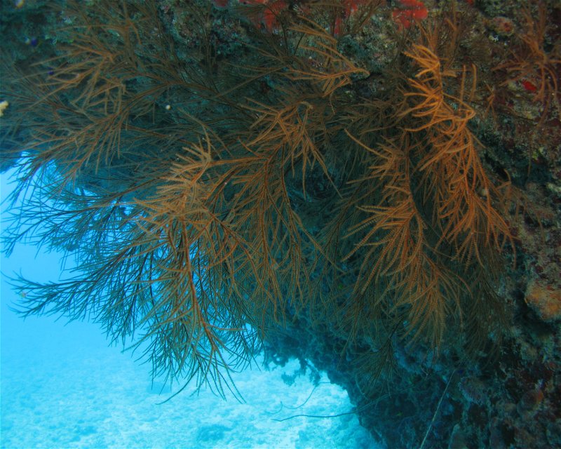 Divesite Image