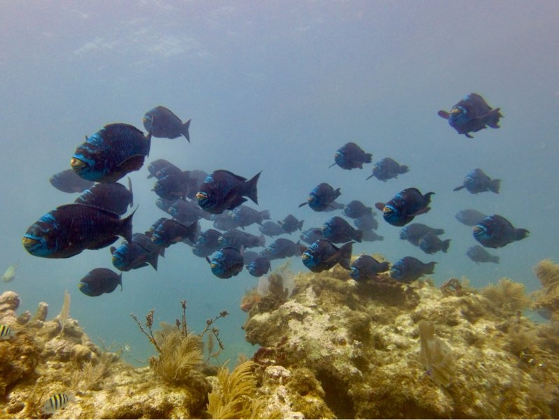 Divesite Image