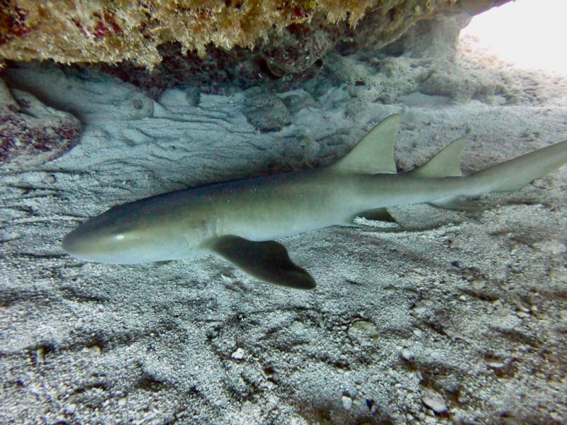 Divesite Image