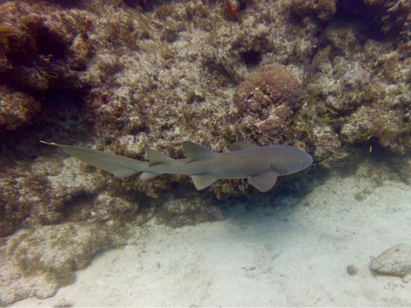 Divesite Image