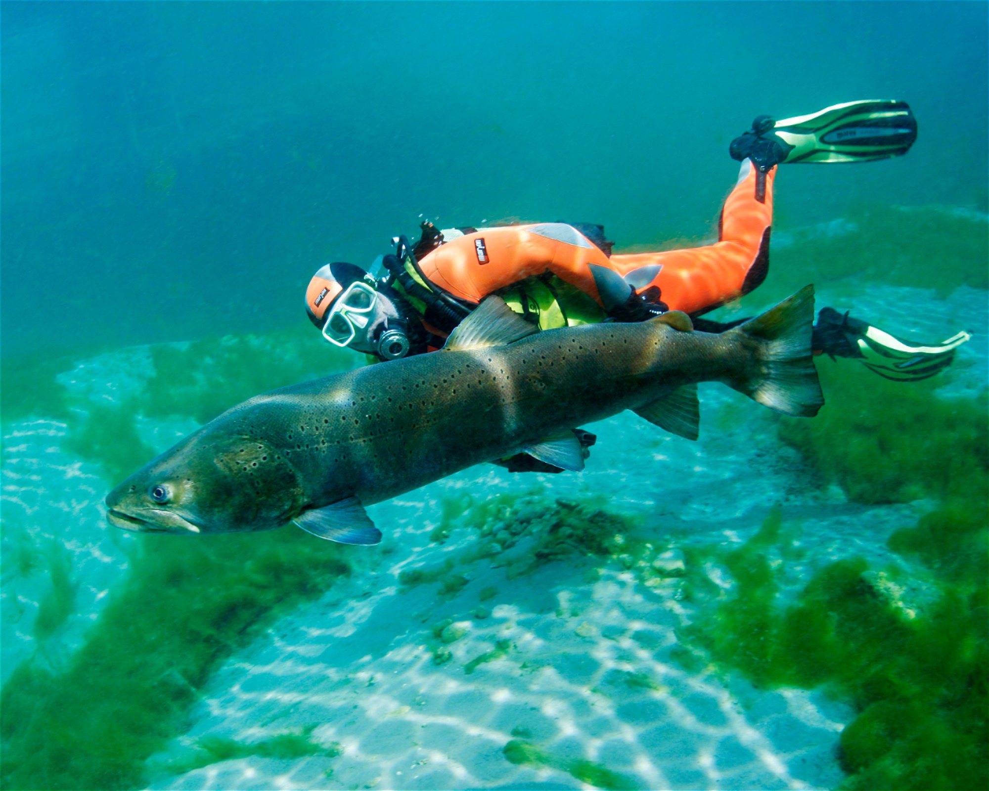 ATLANTIS QUALIDIVE, 4693 Desselbrunn