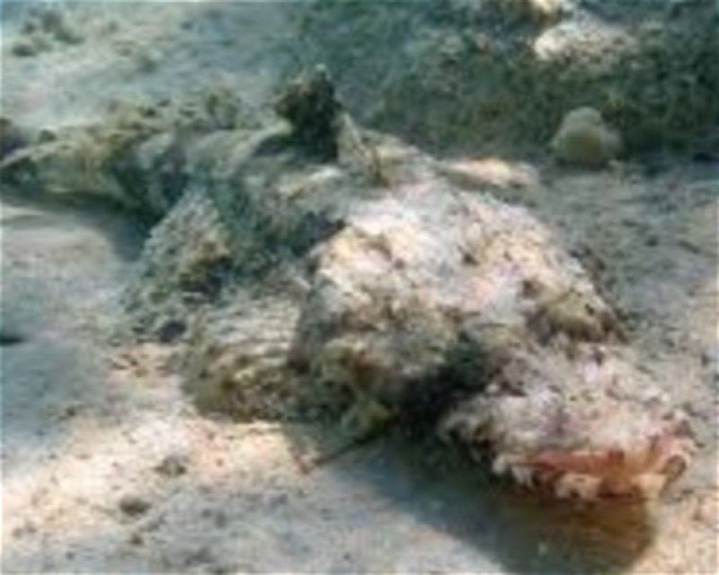 Divesite Image