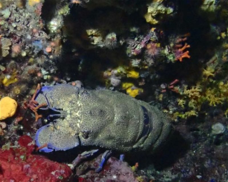 Divesite Image
