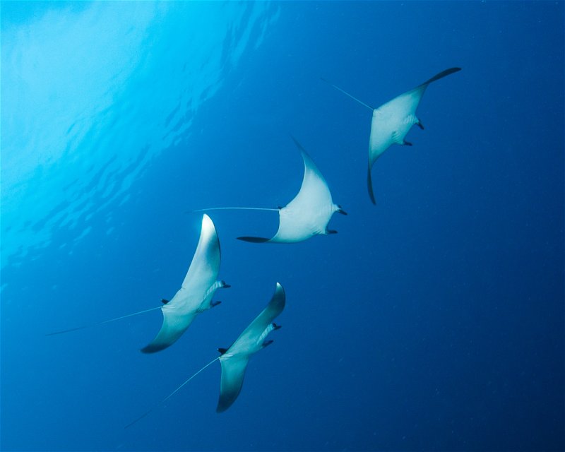 Divesite Image