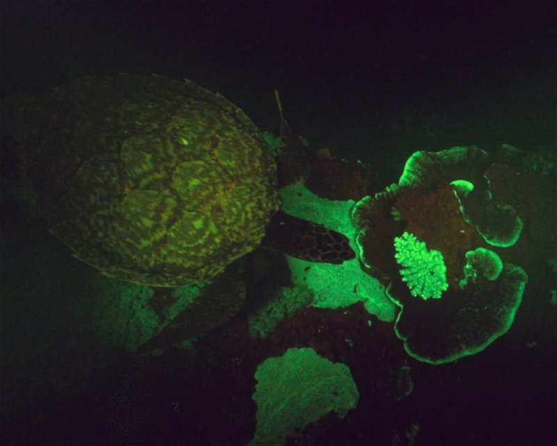 Divesite Image