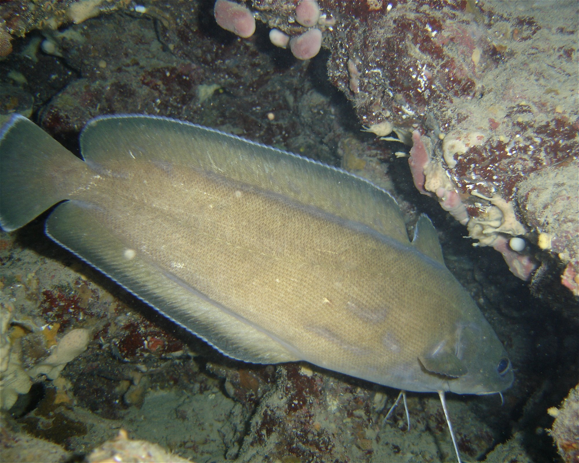 NICE DIVING, 06300 NICE