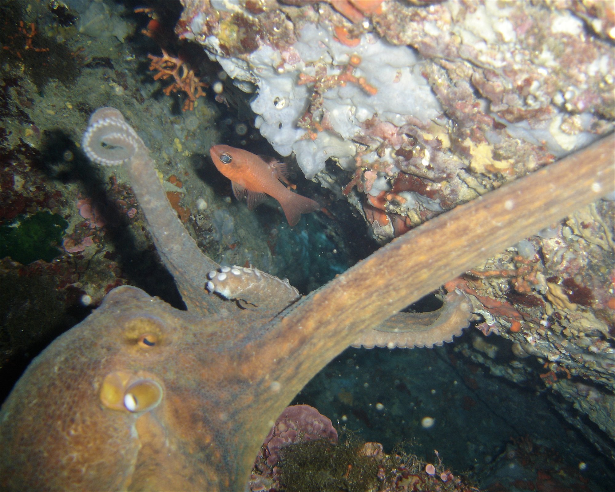 NICE DIVING, 06300 NICE