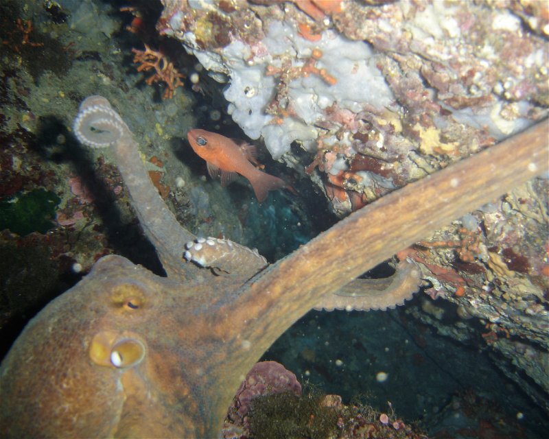 Divesite Image