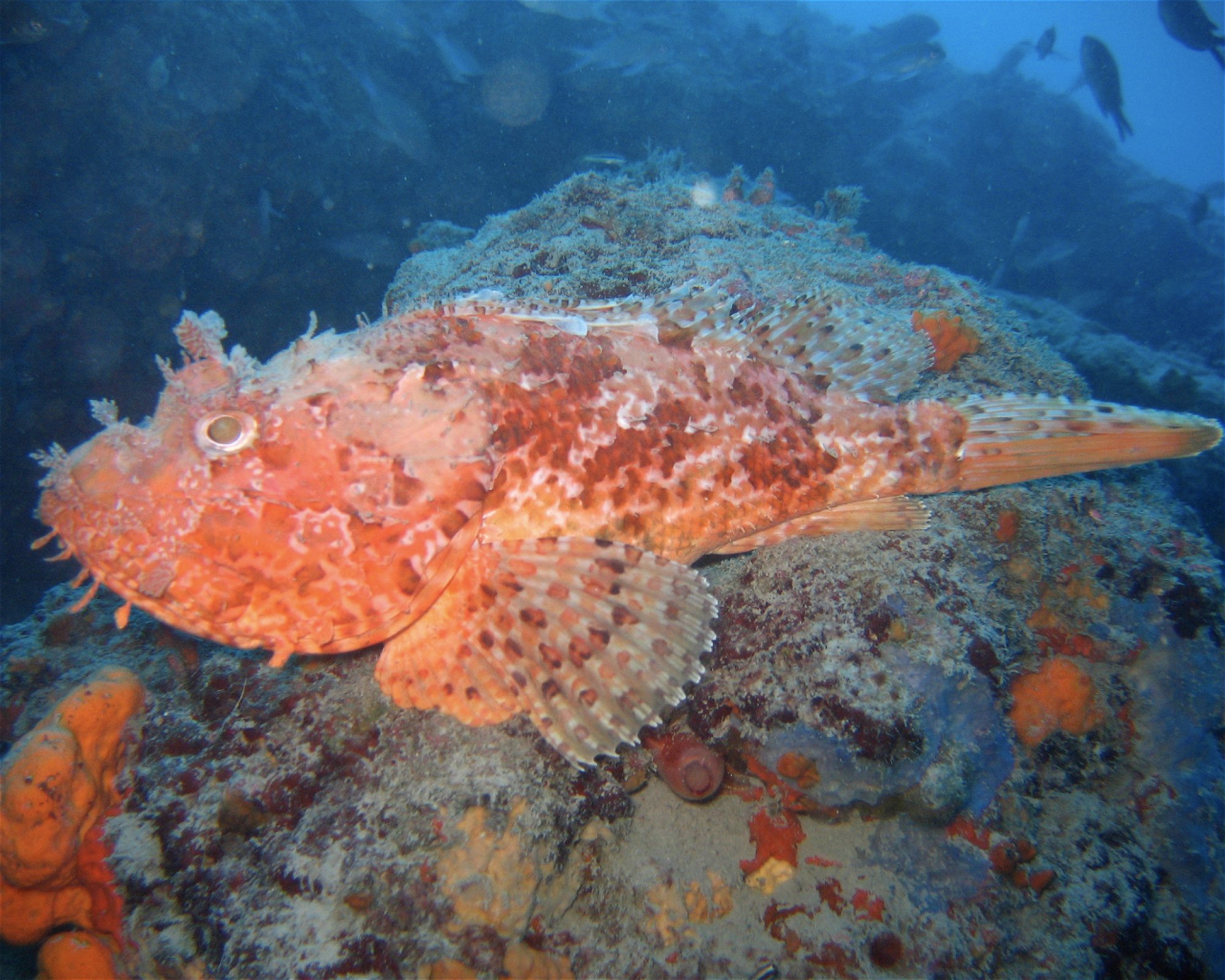 NICE DIVING, 06300 NICE