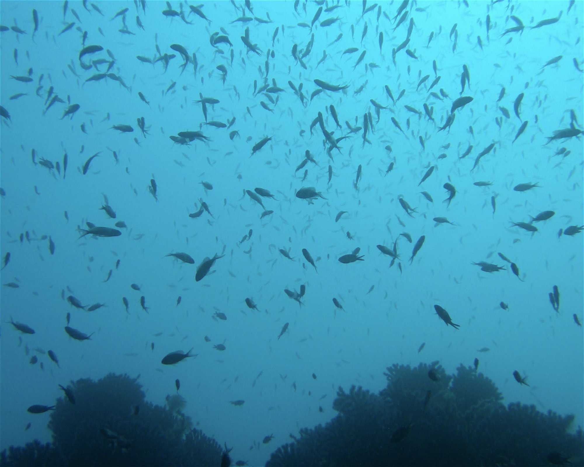 NICE DIVING, 06300 NICE