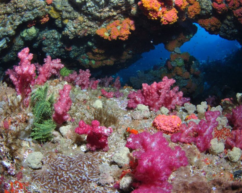 Divesite Image
