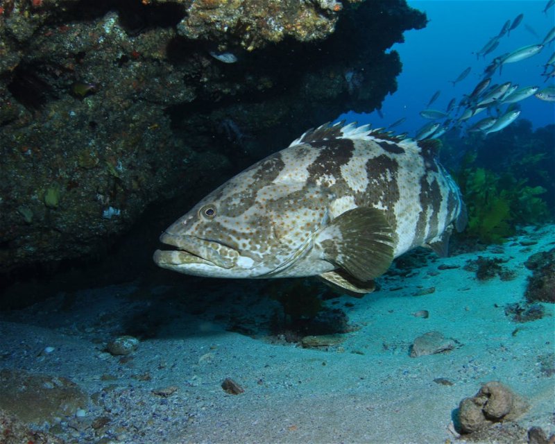 Divesite Image