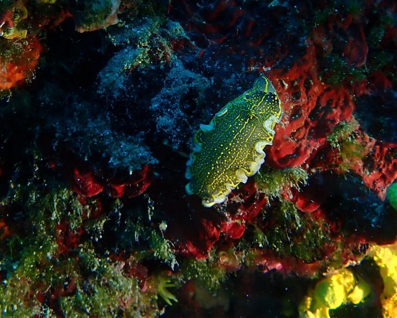 Divesite Image