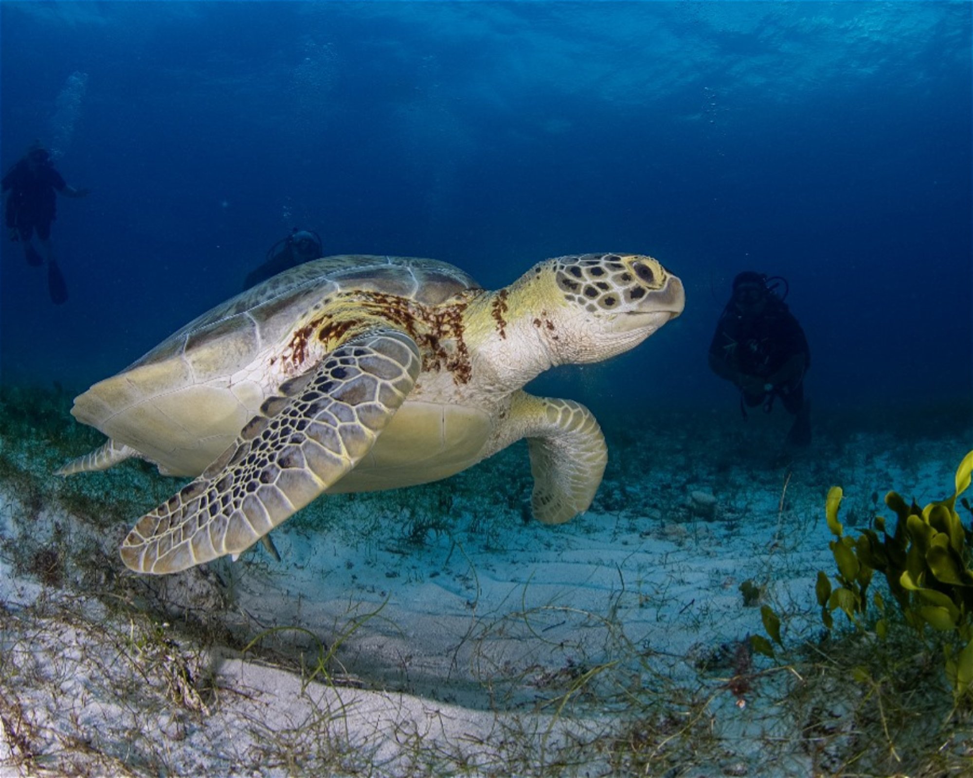 DeepSee Adventure, 77580 Puerto Morelos