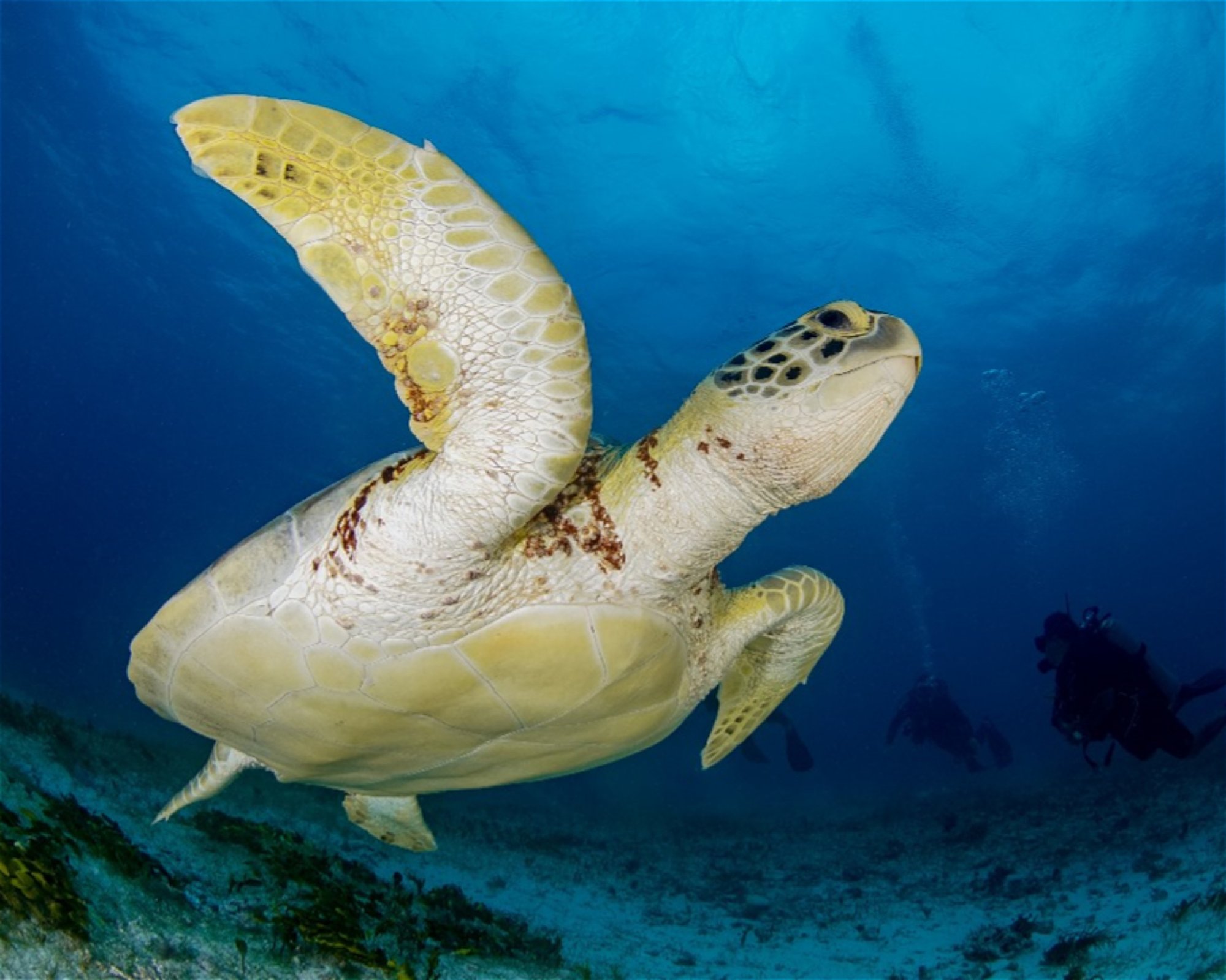 DeepSee Adventure, 77580 Puerto Morelos