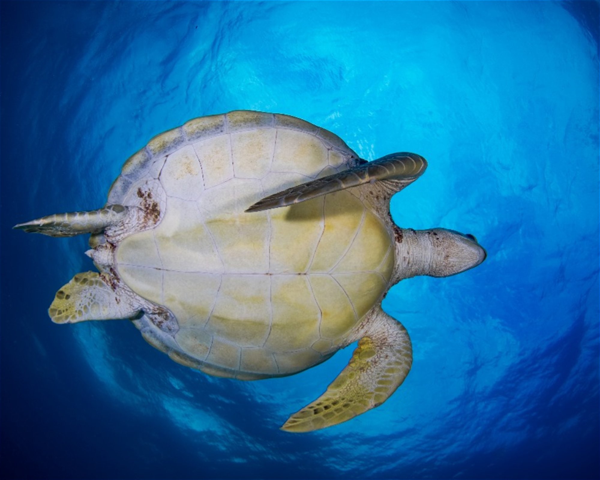 DeepSee Adventure, 77580 Puerto Morelos
