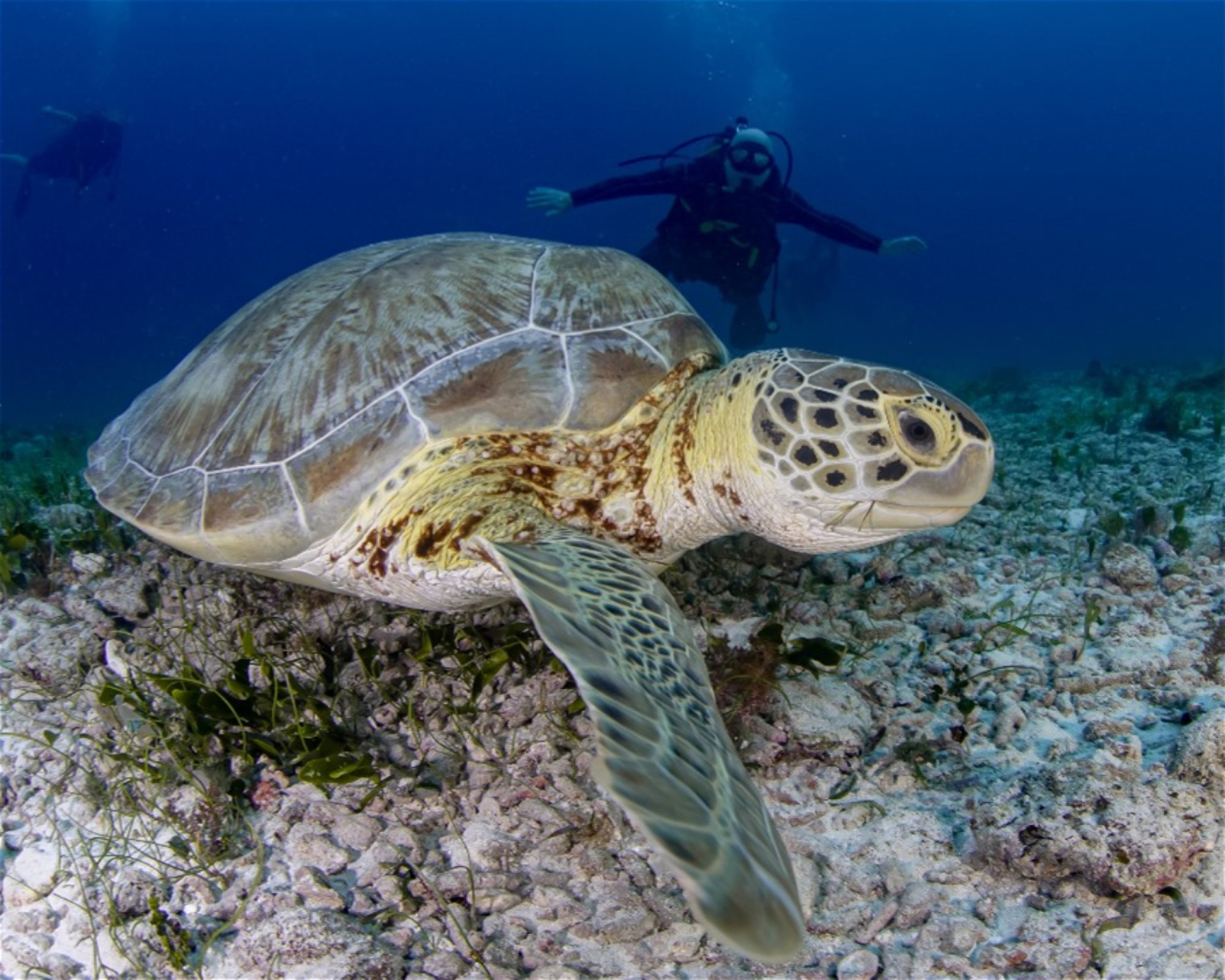 DeepSee Adventure, 77580 Puerto Morelos