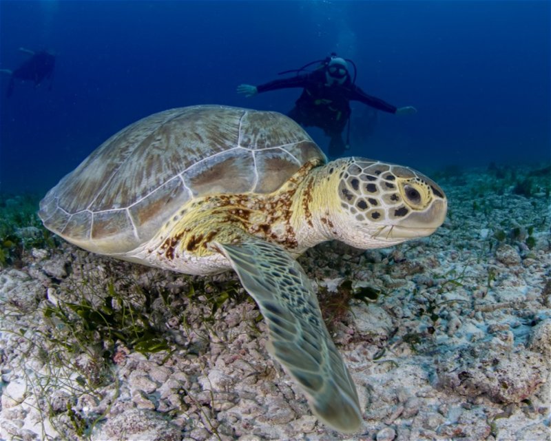 Divesite Image