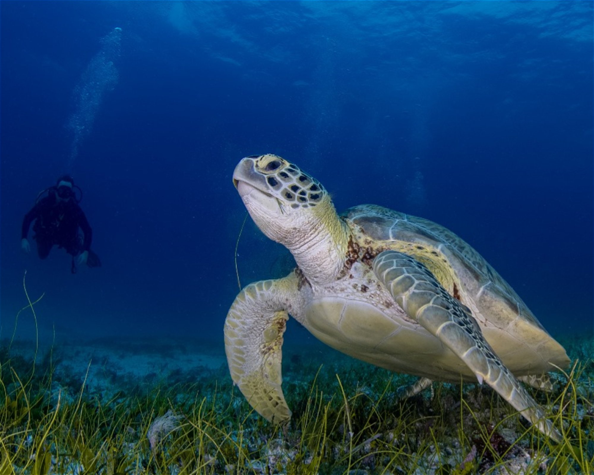 DeepSee Adventure, 77580 Puerto Morelos