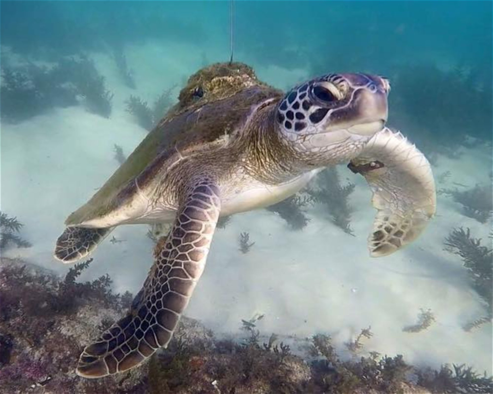 FEET FIRST DIVE PTY LTD, 2315 NELSON BAY