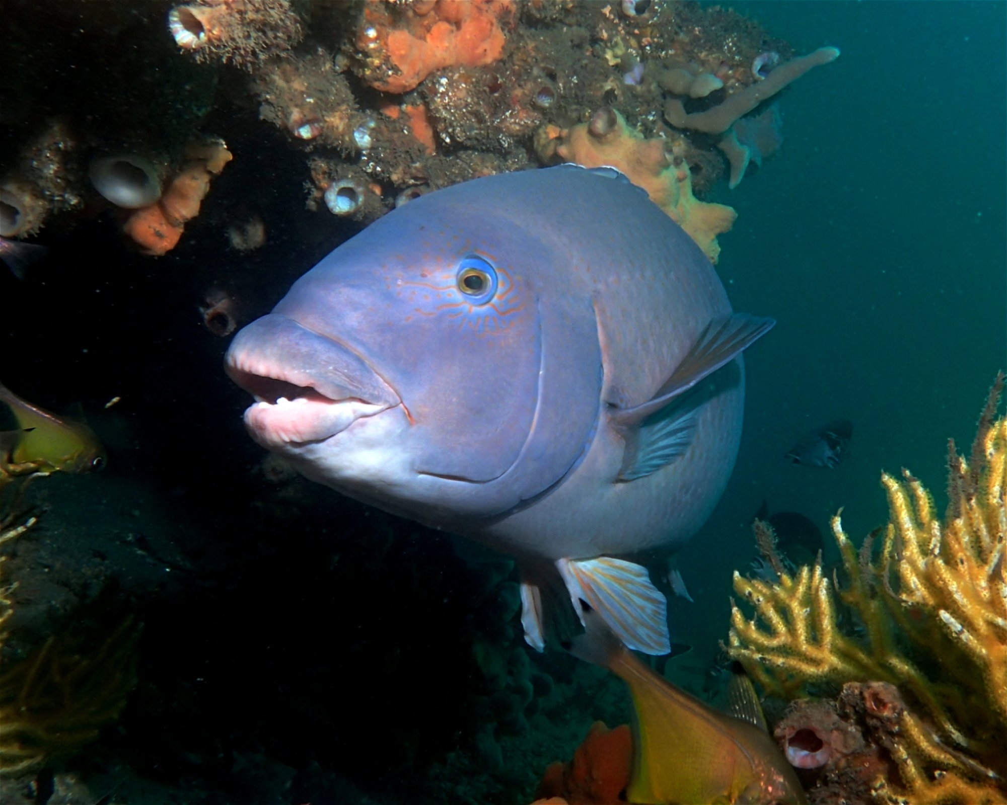 FEET FIRST DIVE PTY LTD, 2315 NELSON BAY